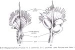 Cycad Trivia