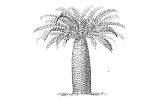 Cycad Trivia