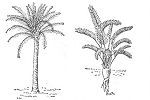 Cycad Trivia